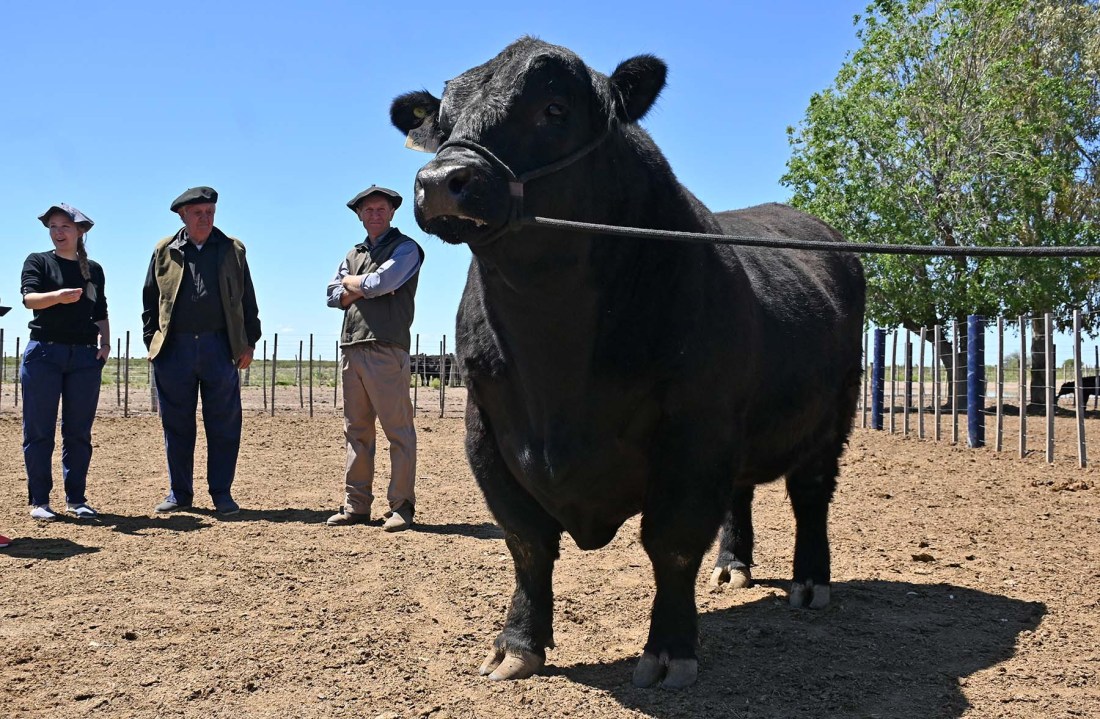 "Polenta", el toro récord que representa a la perfección la línea genética de Cabaña Rodeo Pampa. Foto: Florencia Salto.