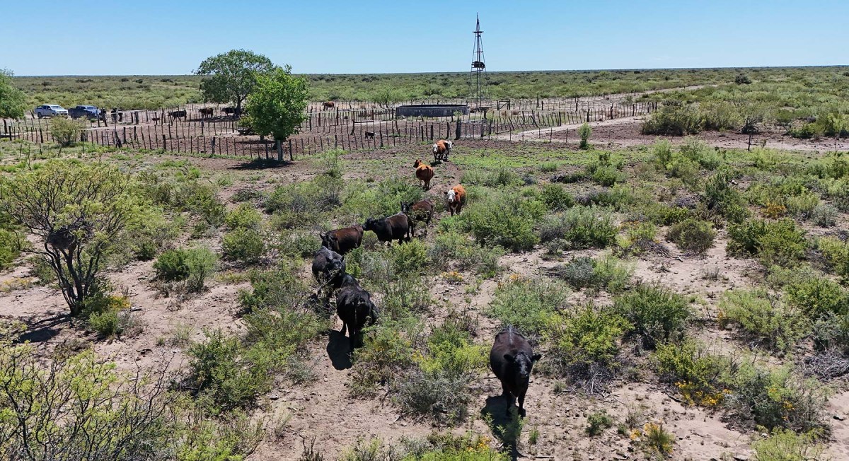 Cría en la árida Patagonia. Foto: Florencia Salto.