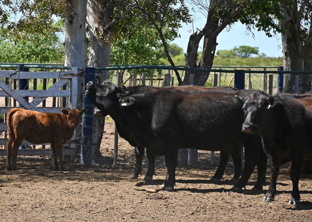 Campo de cría de terneros en Río Negro.