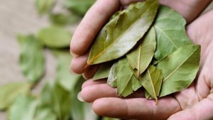 Rituales: por qué el laurel es una hoja que sirve para activar la energía del dinero