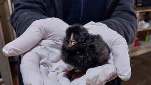 La producción avícola impulsa el desarrollo en la Patagonia Norte