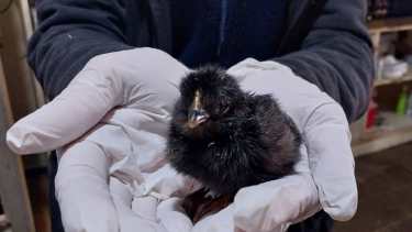 La producción avícola impulsa el desarrollo en la Patagonia Norte