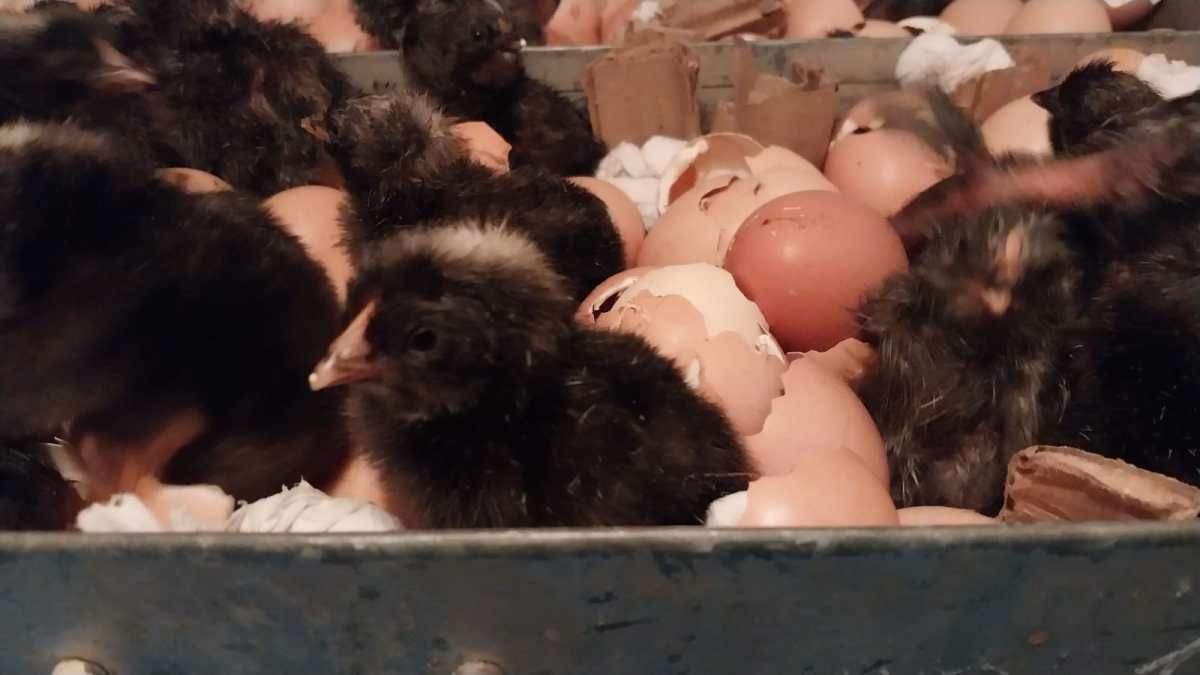 La avicultura se expande en la Patagonia Norte y transforma la economía familiar y productiva