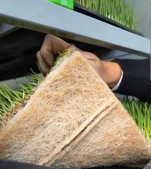 Innovación patagónica: productor de Viedma crea forraje hidropónico con bagazo de cerveza que atrae interés internacional