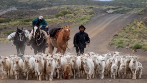 Trashumancia: un viaje ancestral que define la identidad neuquina