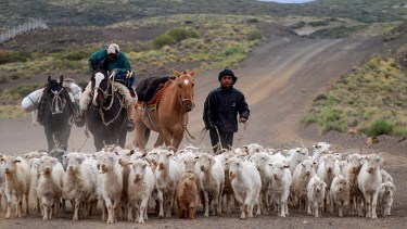 Trashumancia: un viaje ancestral que define la identidad neuquina