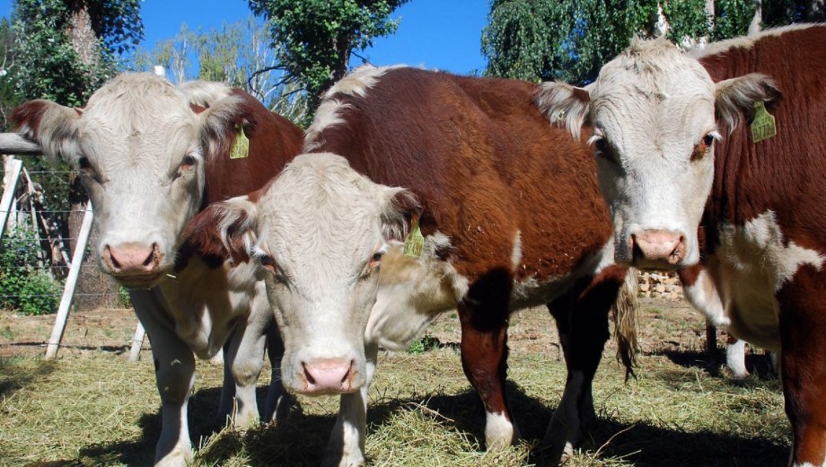 Remate ganadero en Río Colorado. Foto: gentileza.