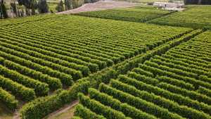 Villa Regina busca diversificar su economía sin perder su raíz frutícola