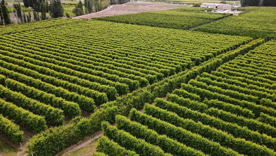 Villa Regina busca diversificar su economía sin perder su raíz frutícola