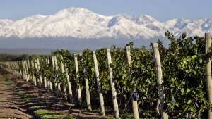 Mendoza pone el ojo en el cobre orgánico: audiencia pública por proyecto clave para la vitivinicultura