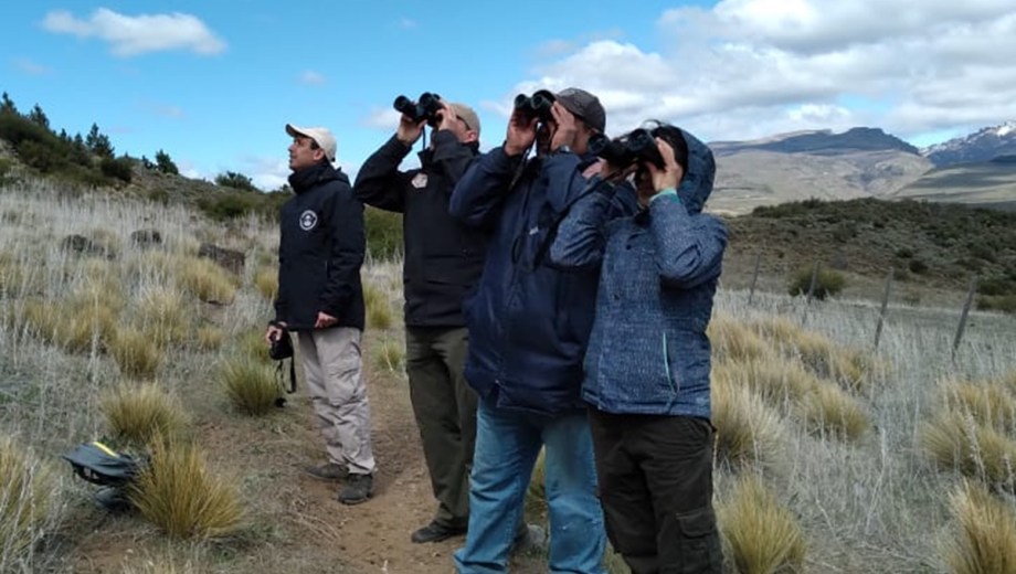 El censo de cóndores se realizó a principio de octubre. Foto: Gentileza. 