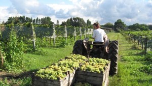 Apertura de mercados para productos agroindustriales: todo lo que deben saber las empresas sobre el trámite online