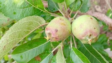 Temporal en Neuquén: el granizo provocó daños generalizados en frutales de San Patricio del Chañar