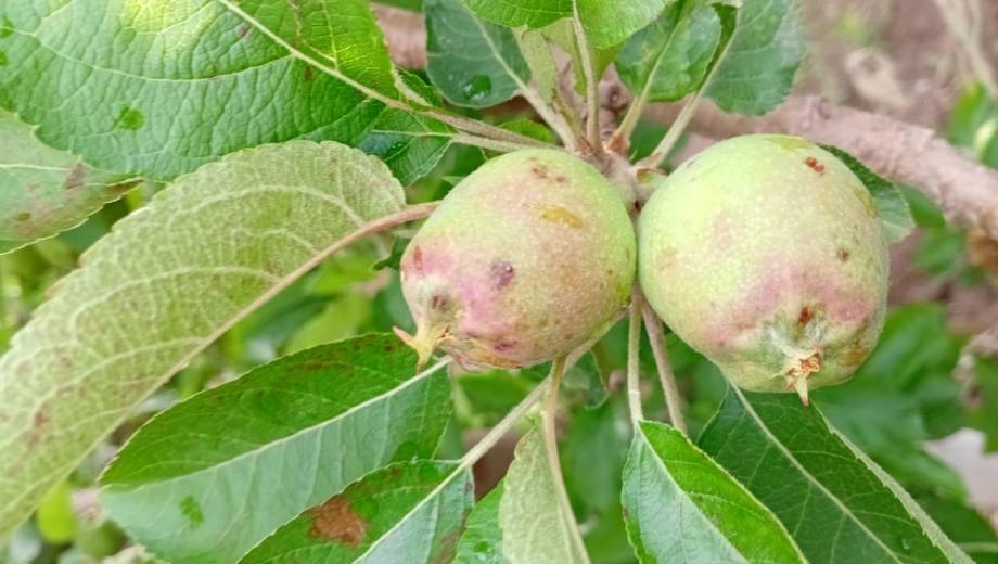 Daños en manzanas Chañar, en Neuquén.