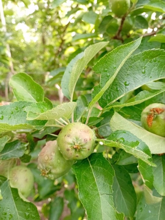 Granizo dañó frutales en Neuquén.
