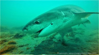 Un tiburón que fue marcado por investigadores en Santa Cruz fue encontrado en Uruguay ocho meses después