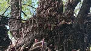 Plaga del «tucura sapo» al sur de Río Negro: cómo afecta a los productores