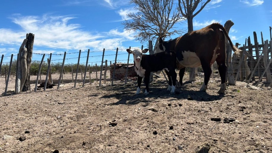 Vacas madres y algunos terneros de destete conforman el rodeo de La Querencia.