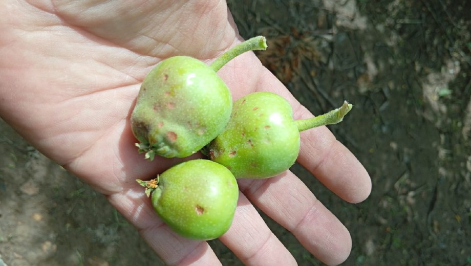 Peras y manzanas fueron afectadas por el granizo. Foto: gentileza productor.