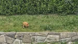 Un vecino denunció la presencia de un jabalí cerca del centro de Bariloche: era un chancho doméstico