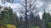 Imagen de Rastrean estrategias de control del «Mal del Ciprés» que afecta a los árboles y no se puede erradicar