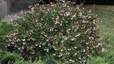 ¿Qué arbusto plantar en noviembre? Elegí uno que florezca ahora y te acompañe todo el año