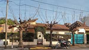 Río Colorado: el arbolado urbano es un bien público y un compromiso de todos