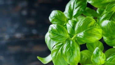 El ritual con albahaca más efectivo para activar la prosperidad antes de fin de mes