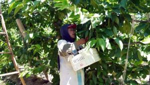 Llegan 3.000 trabajadores golondrina a Neuquén: de dónde vienen y por qué falta mano de obra local