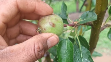 El granizo golpeó fuerte en varias chacras del Alto Valle de Río Negro y Neuquén y productores evalúan daños