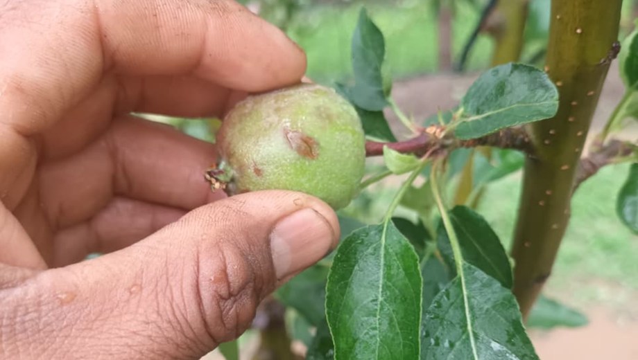 Fruta marcada por el granizo caído en chacras del Alto Valle.