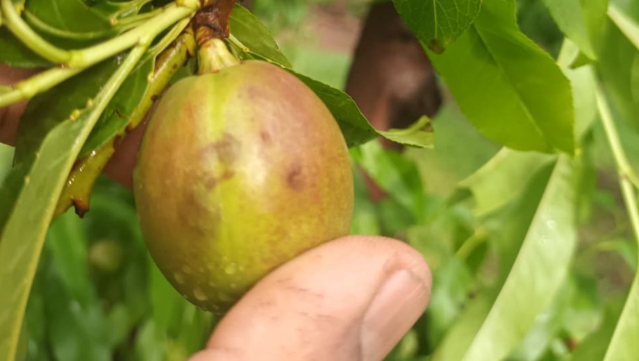 El proyecto propone declarar la emergencia por un año en el Alto Valle. Foto: Gentileza.