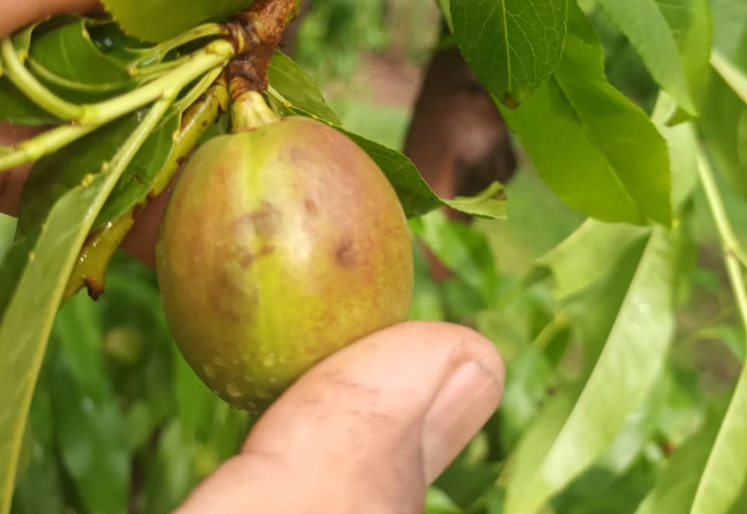 Neuquén: impactantes imágenes de lo que dejó el temporal de lluvia y granizo