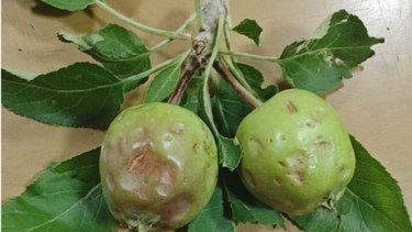 El granizo caído en el área frutícola de Río Negro causó daño en un 80 a 90% en las chacras más afectadas