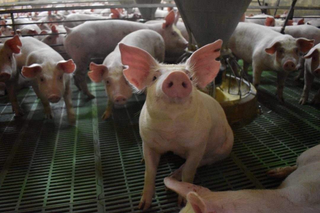 Granja porcina de Las Chilcas. Foto: gentileza Las Chilcas.