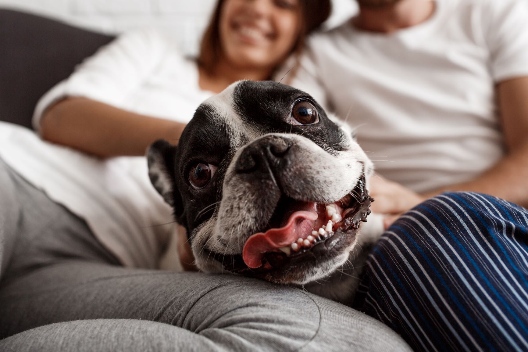 Los beneficios de tener un perro en la adultez