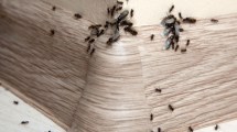 Imagen de Trucos caseros y efectivos para combatir a las hormigas voladoras