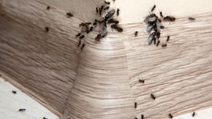 Trucos caseros y efectivos para combatir a las hormigas voladoras