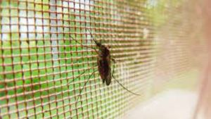 ¿Chau a los mosquitos dentro de casa en el verano?: una alternativa al mosquitero tradicional ya marca tendencia