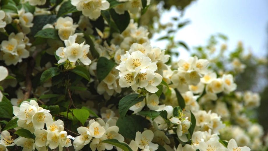 El jazmín del Cabo (Gardenia jasminoides) es un clásico de patios, balcones y galerías.