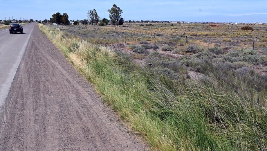 El predio de seis hectáreas está a tres kilómetros de Viedma, sobre la vieja ruta nacional 3. Foto: Marcelo Ochoa.