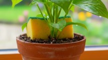 Imagen de El truco de la esponja en la maceta: por qué mejora la salud de tus plantas