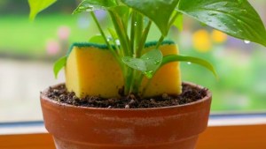 El truco de la esponja en la maceta: por qué mejora la salud de tus plantas