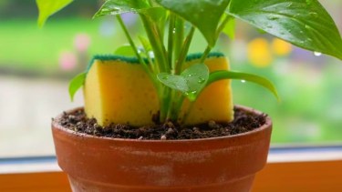 El truco de la esponja en la maceta: por qué mejora la salud de tus plantas