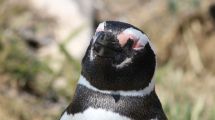 Imagen de Colonias de pingüinos cerca de Puerto Madryn: ya llegaron las aves maravillosas vestidas de traje de gala