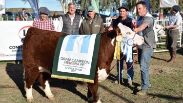 Una cabaña de Carmen de Patagones fue destacada como la mejor en la cría de Hereford Puro de Pedigree de la Patagonia
