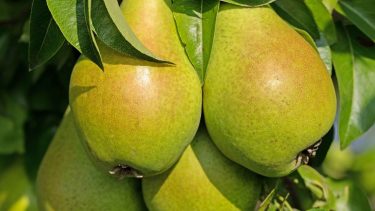 Las causas de la merma de peras, manzanas y cerezas en Río Negro y Neuquén, según el INTA