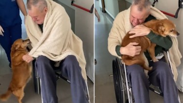 Video | El amor más puro: tras meses internado, volvió a ver a su perro Simón y conmovió a todo Río Negro