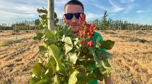 Imagen de Los “locos” que soñaron con pistachos en la Patagonia: cómo surgió el proyecto que nadie creía posible