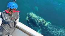 Imagen de Increíbles ballenas francas australes: así las siguen en tiempo real para estudiarlas en la Patagonia